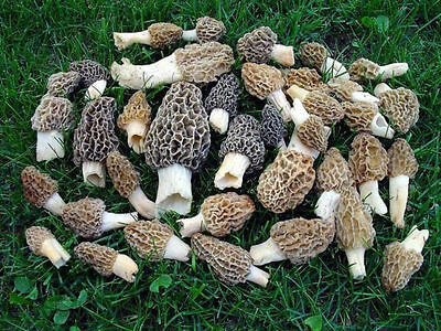 best morel mushroom growing kit