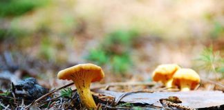 Psilocybin Mushrooms in woods
