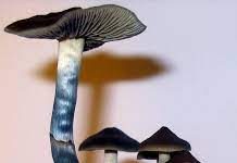 blue-meanie-mushroom-cultivation