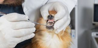 Common Genetic Problems In Dogs You May Not Know About