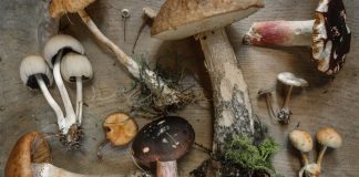 In Psilocybin Microdose, grown at home and without evidence to support the effects