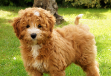 Australian Labradoodle Puppies