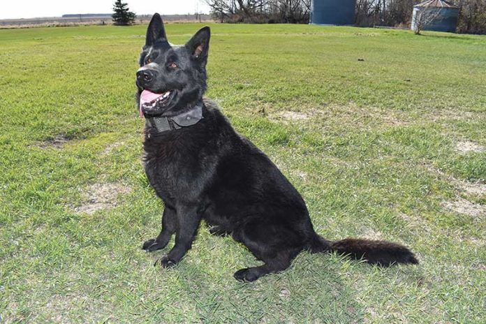 long haired german shepherd