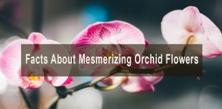 facts about mesmerizing orchids
