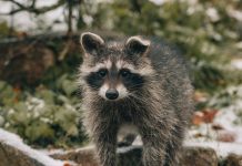 365 Wildlife And Pest Control LLC