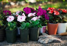 what-are-the-best-flower-plants-for-home
