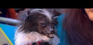 peanut the worlds ugliest dog