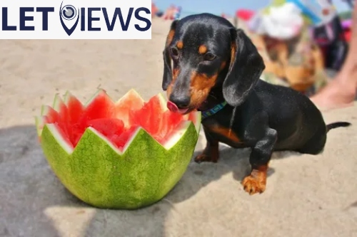 Can dogs eat watermelon rinds
