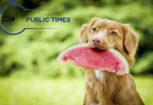 Can dogs eat watermelon rinds