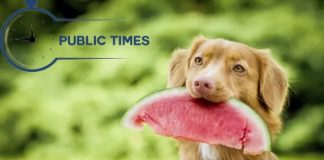 Can dogs eat watermelon rinds