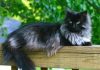 Black Fluffy Cat Breeds