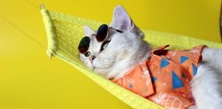 youtube funny cat videos