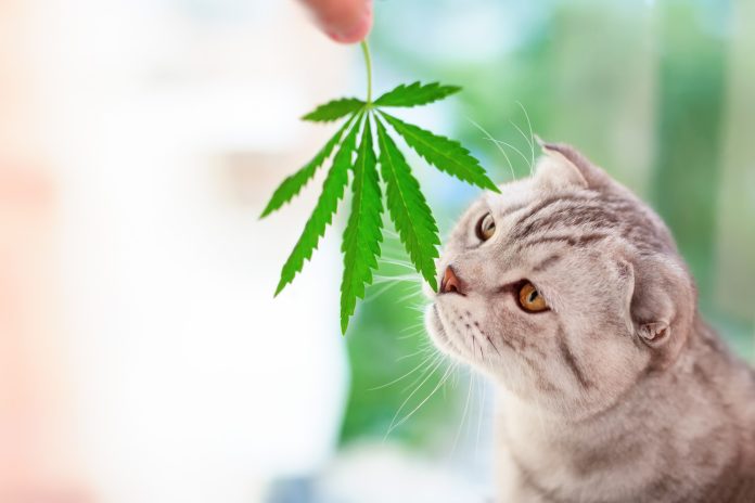 Scottish fold cat sniffs green leaf of marijuana in hands. Portrait close-up on blurred background with leaf cannabis